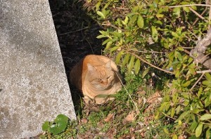 image065