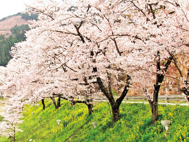 1603_mizokami_01