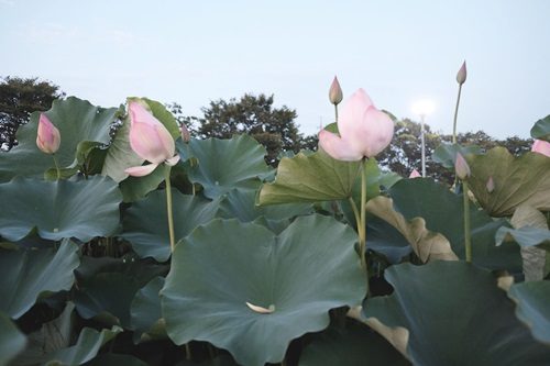DSCF3538