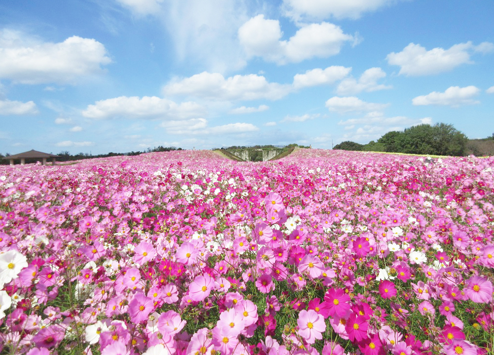 花の丘コスモス