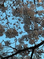 sakura
