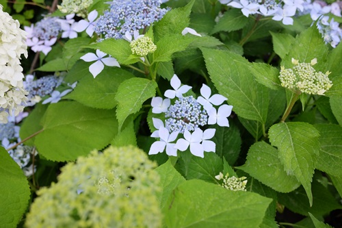 DSCF9531