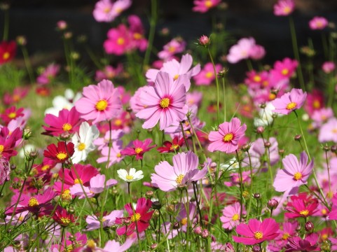 a0960_007850