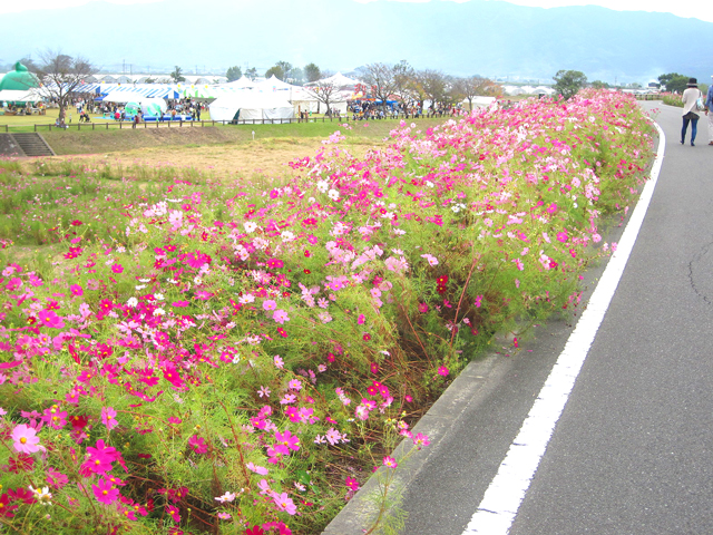 コスモス街道-web