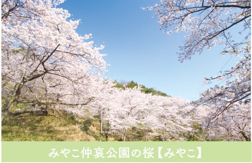 sakura02