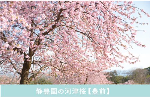 sakura03