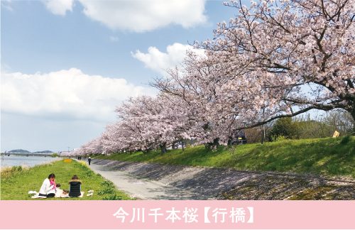 sakurao1