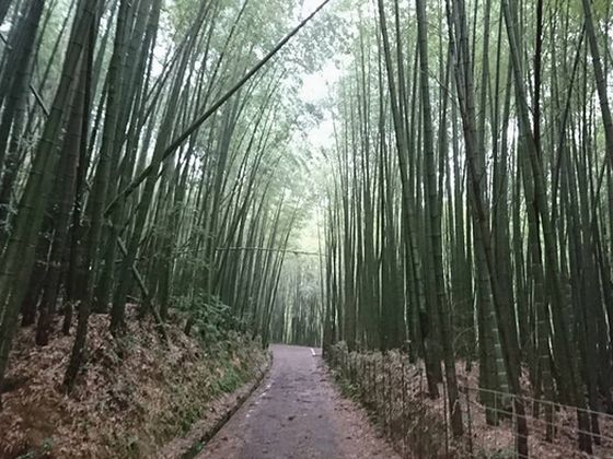 saga_yoshinogari_chikurin